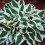 (4) HOSTA PATRIOT PLANTAIN LILY 3