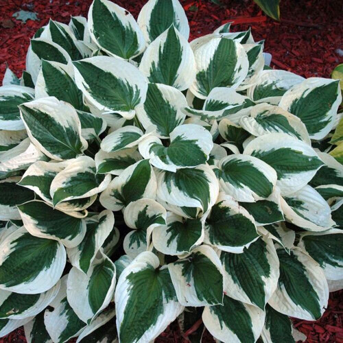 (4) HOSTA PATRIOT PLANTAIN LILY 2