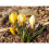 (10) Crocus - Romance 5