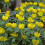 (20) ERANTHIS CILICICA LATE WINTER ACONITE 3