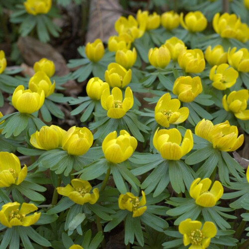 (20) ERANTHIS CILICICA LATE WINTER ACONITE 2