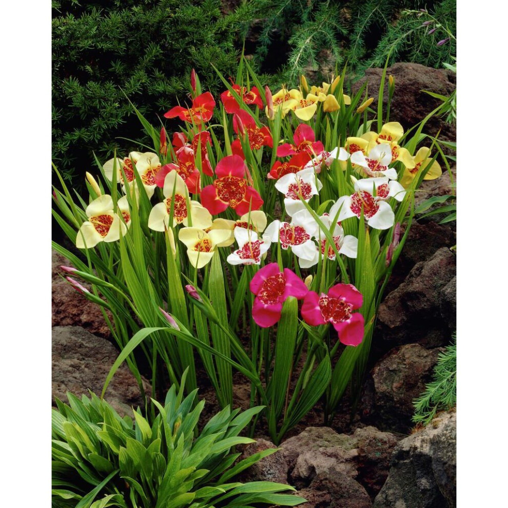 (20) TIGRIDIA PAVONIA MIXED