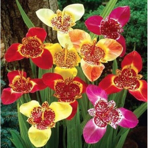 (50) TIGRIDIA PAVONIA MIXED 2