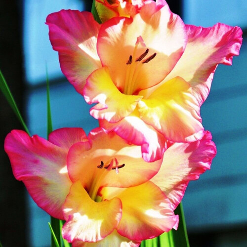(50) PRISCILLA GLADIOLI LARGE FLOWERED 2