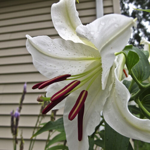(6) CASA BLANCA Oriental Lily 2