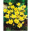 (10) Crocus - Romance 1
