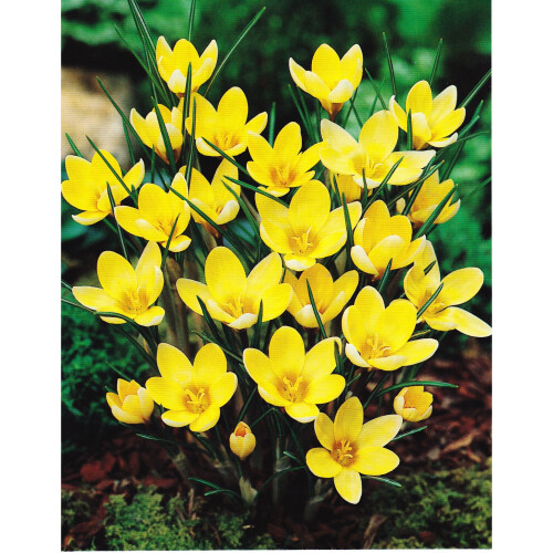 (10) Crocus - Romance
