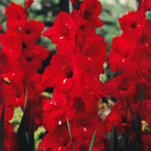 (10) EUROVISION GLADIOLI LARGE FLOWERED