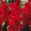 (10) EUROVISION GLADIOLI LARGE FLOWERED 1