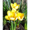 (10) Crocus - Romance 2