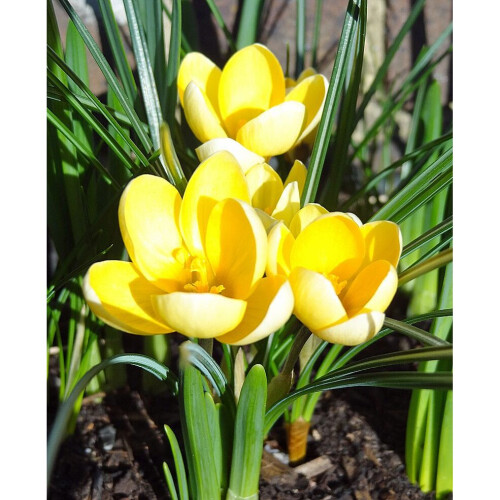 (10) Crocus - Romance 1