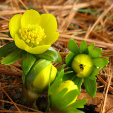 (20) ERANTHIS HYEMALIS   WINTER ACONITE