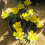 (10) ERANTHIS HYEMALIS   WINTER ACONITE 3