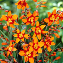 (100) CROCOSMIA EMILY MCKENZIE