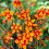 (100) CROCOSMIA EMILY MCKENZIE 1
