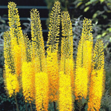 (1) EREMURUS BUNGEI (STENOPHYLLUS) FOXTAIL LILY
