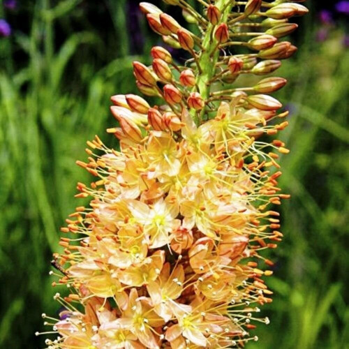 (3) EREMURUS CLEOPATRA (ISABELLINUS)  FOXTAIL LILY 2