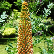 (1) EREMURUS CLEOPATRA (ISABELLINUS) FOXTAIL LILY