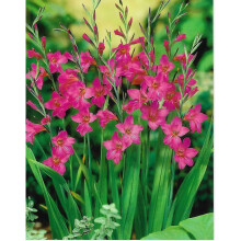 (100) GLADIOLUS COMMUNIS SSP. BYZANTINUS BULBS/CORMS MAGENTA COLOURED PERENNIAL