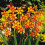 (100) CROCOSMIA EMILY MCKENZIE 2