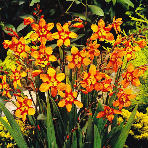 (100) CROCOSMIA EMILY MCKENZIE 1