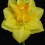 (20) DOUBLE FORTUNE  DOUBLE NARCISSI 3