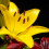 (1) YELLOW Oriental Lily 3