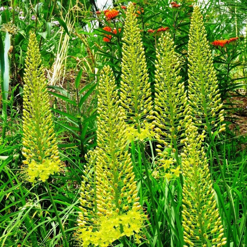 (1) EREMURUS BUNGEI (STENOPHYLLUS) FOXTAIL LILY 1