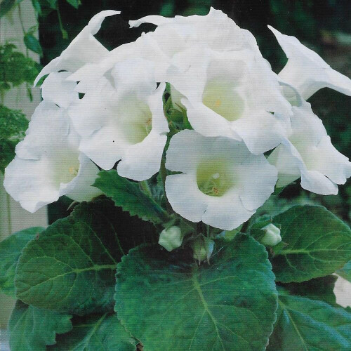 (3) MONT BLANC GLOXINIA   BULBS/CORMS