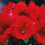 (1) DEFIANCE GLOXINIA   BULBS/CORMS 2
