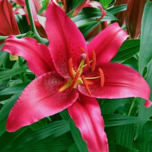 (6) Montezuma Oriental Lily