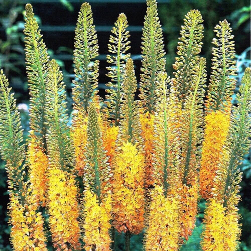 (1) EREMURUS CLEOPATRA (ISABELLINUS)  FOXTAIL LILY 1