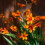 (100) CROCOSMIA EMILY MCKENZIE 3
