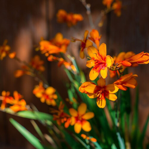(100) CROCOSMIA EMILY MCKENZIE 2