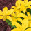 (6) YELLOW Oriental Lily 2