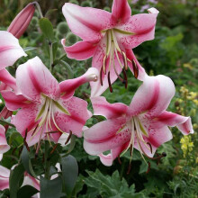 (1) ANASTASIA ORIENTAL TRUMPET LILY TREE LILY