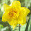 (10) DOUBLE FORTUNE  DOUBLE NARCISSI 2