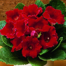 (3) DEFIANCE GLOXINIA BULBS/CORMS