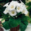 (3) MONT BLANC GLOXINIA   BULBS/CORMS 2