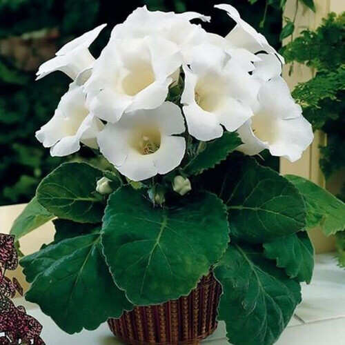(3) MONT BLANC GLOXINIA   BULBS/CORMS 1