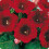 (1) DEFIANCE GLOXINIA   BULBS/CORMS 3
