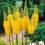 (1) EREMURUS BUNGEI (STENOPHYLLUS) FOXTAIL LILY 3