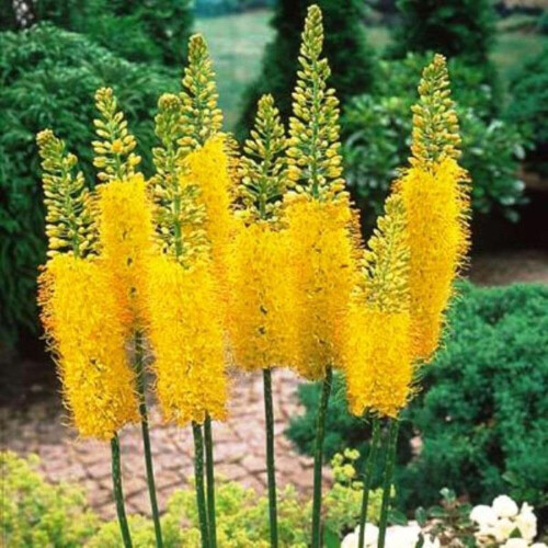(1) EREMURUS BUNGEI (STENOPHYLLUS) FOXTAIL LILY 2
