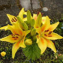 (3) YELLOW Oriental Lily
