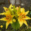 (24) YELLOW Oriental Lily 1