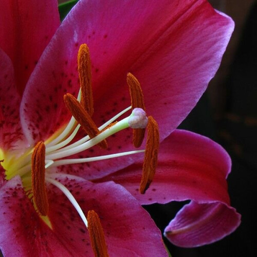 (6) Montezuma Oriental Lily 1