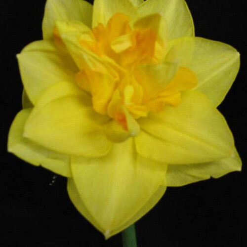 (10) DOUBLE FORTUNE  DOUBLE NARCISSI 2