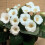 (3) MONT BLANC GLOXINIA   BULBS/CORMS 3