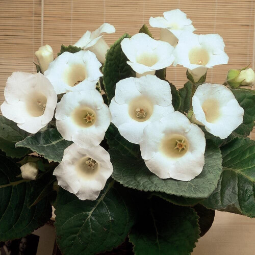 (3) MONT BLANC GLOXINIA   BULBS/CORMS 2