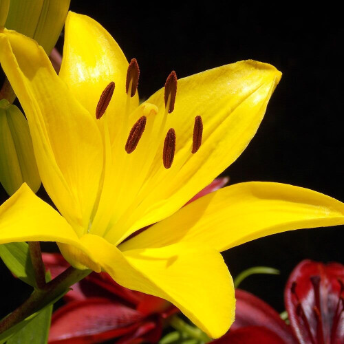 (6) YELLOW Oriental Lily 2